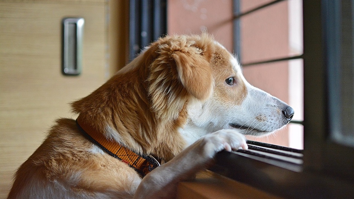 Il cane soffre quando è a casa da solo