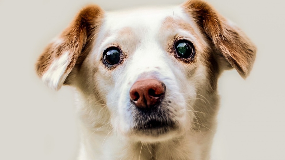 Quando un cane è adulto?