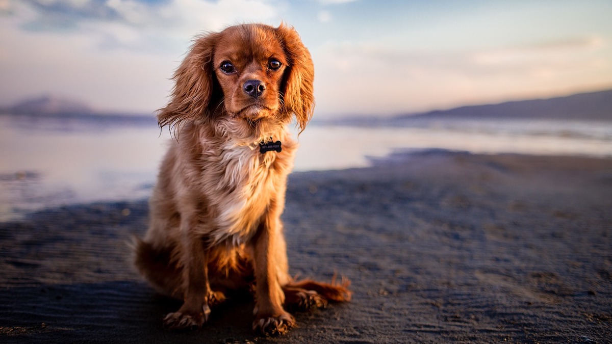 Un cagnolino al mare