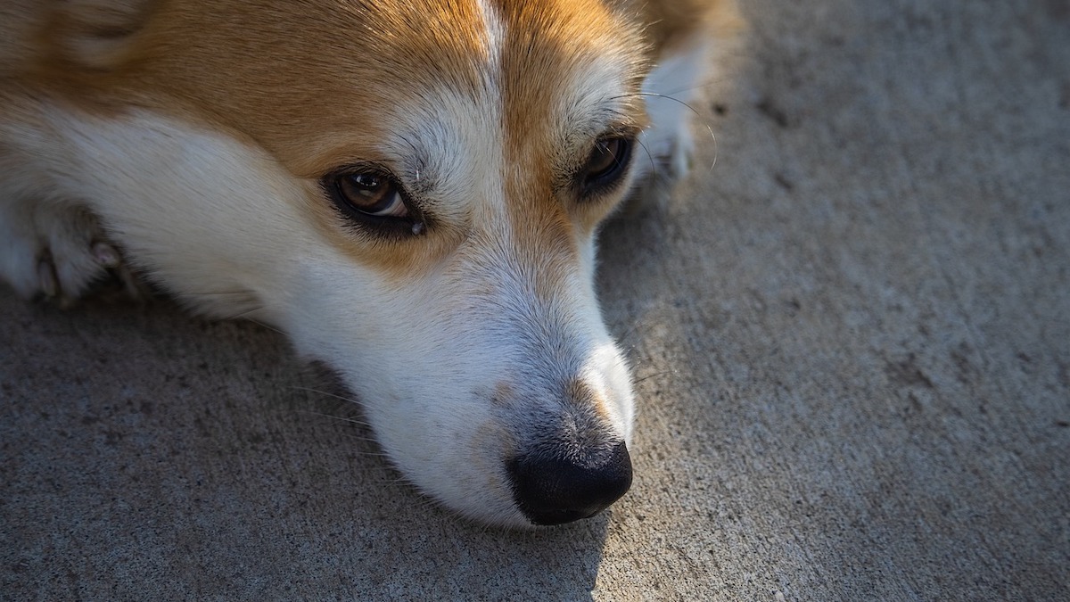 Come capire se il cane è annoiato