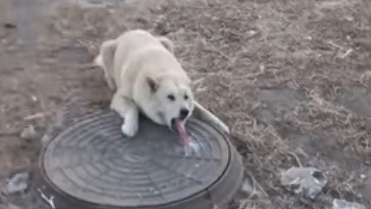 Cane rimasto attaccato al tombino