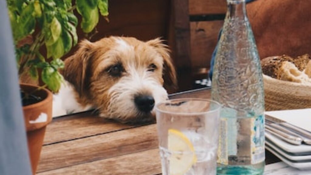 il cane può bere solo acqua