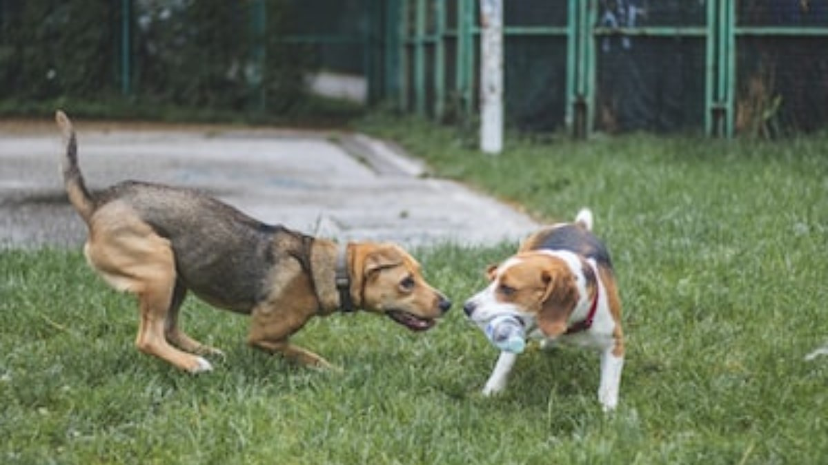 il cane gioca con la bottiglia