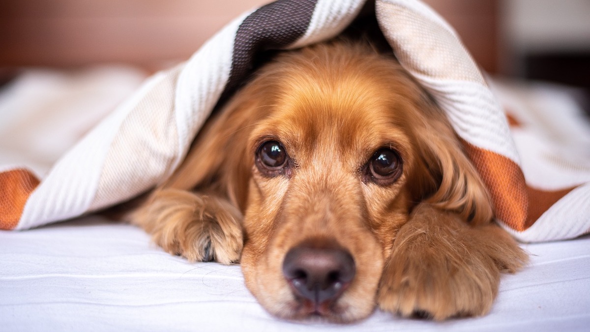 Il cane può bere la camomilla?