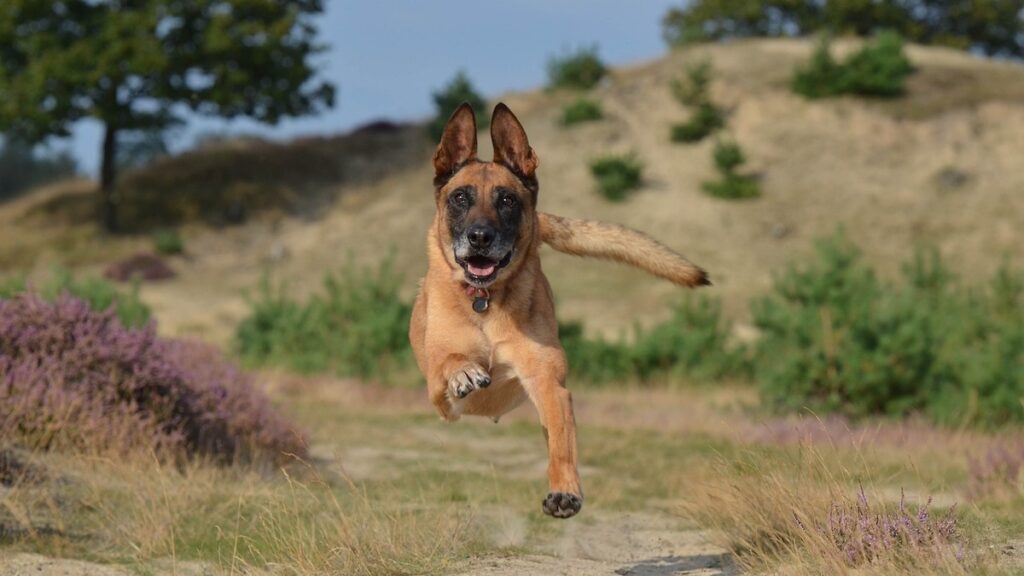 Il cane che corre