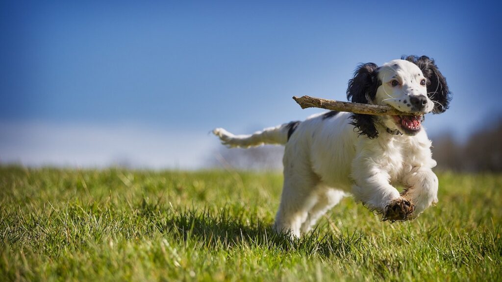 Perché il cane non vuole giocare