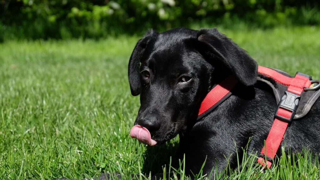 Le cause del cane che si lecca il naso