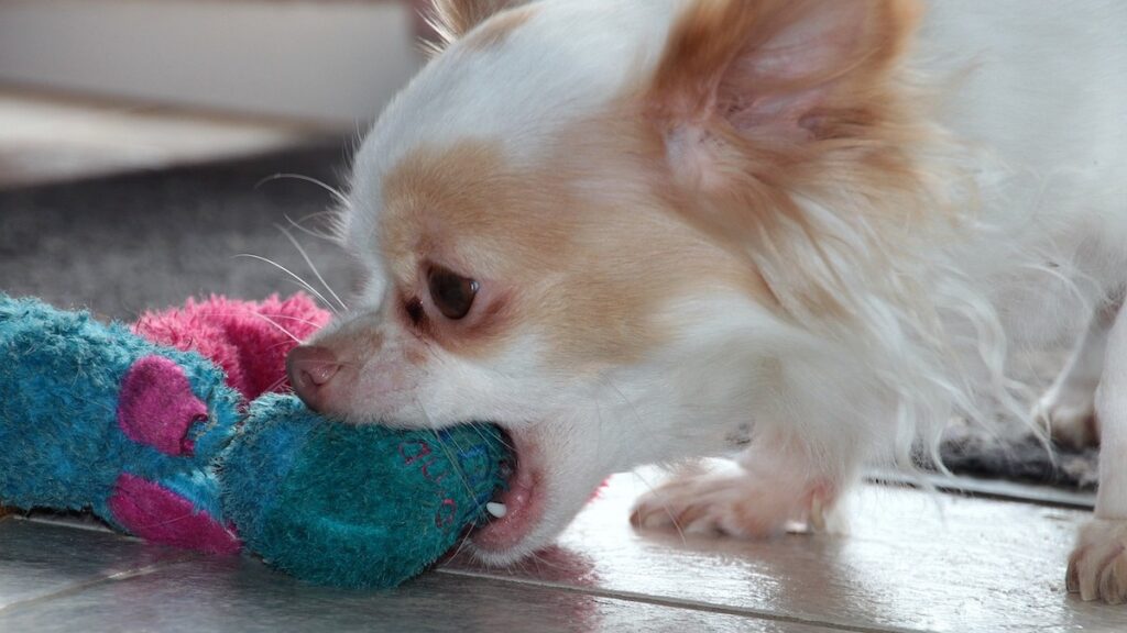 Il cane che mordicchia mobili e altri oggetti