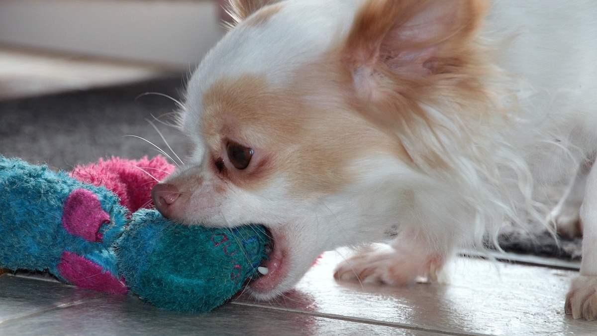 Il cane che mordicchia mobili e altri oggetti