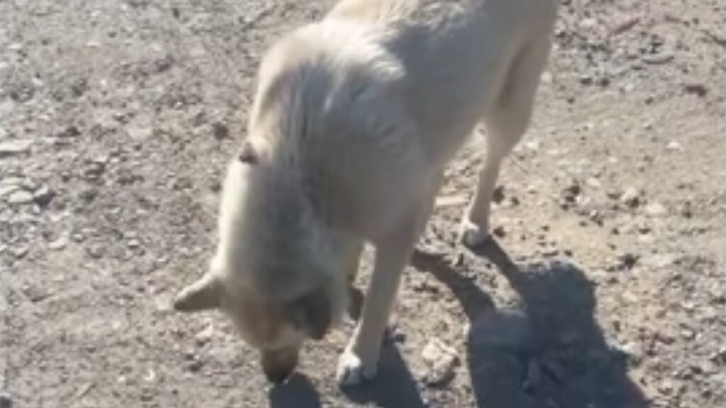 Il cane rimasto attaccato al tombino con la lingua congelata