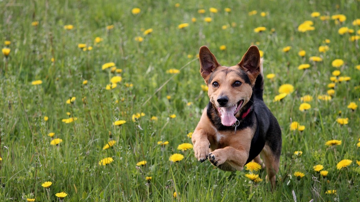 Il cane corre storto: cosa vuol dire?