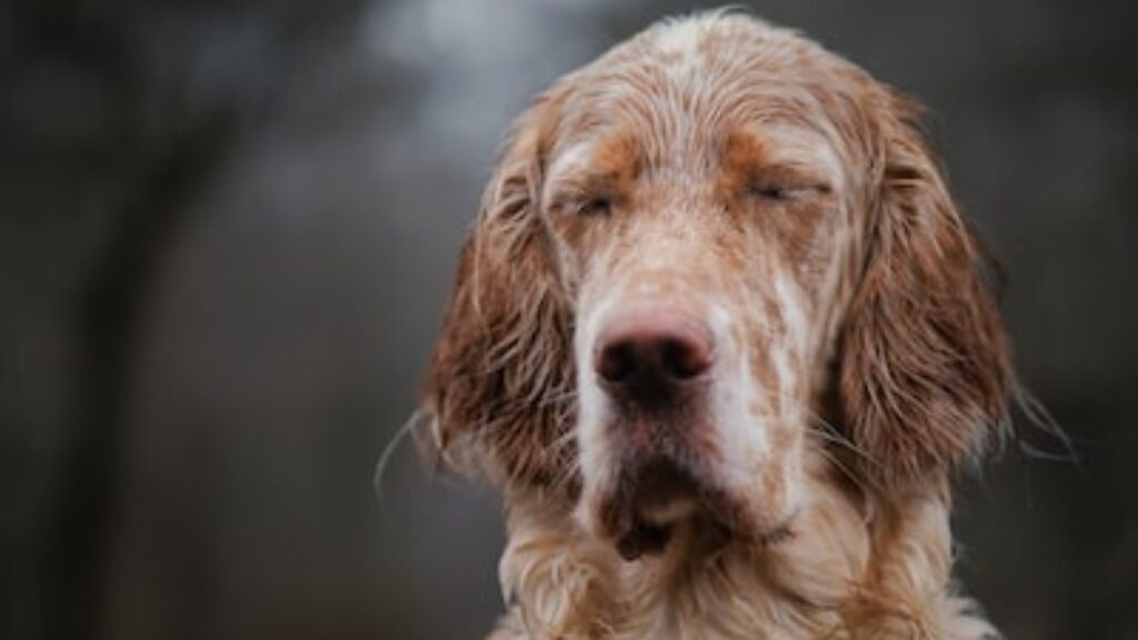 le caratteristiche del cane da caccia inglese