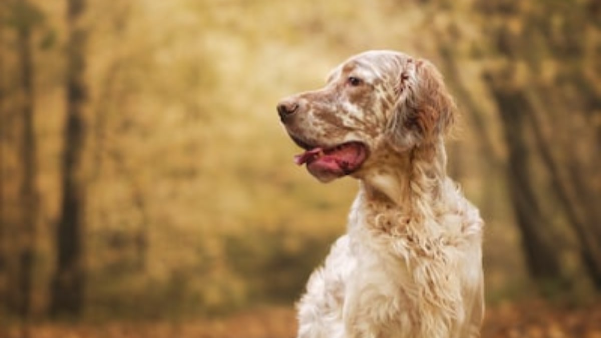 Il cane da caccia inglese e le sue caratteristiche