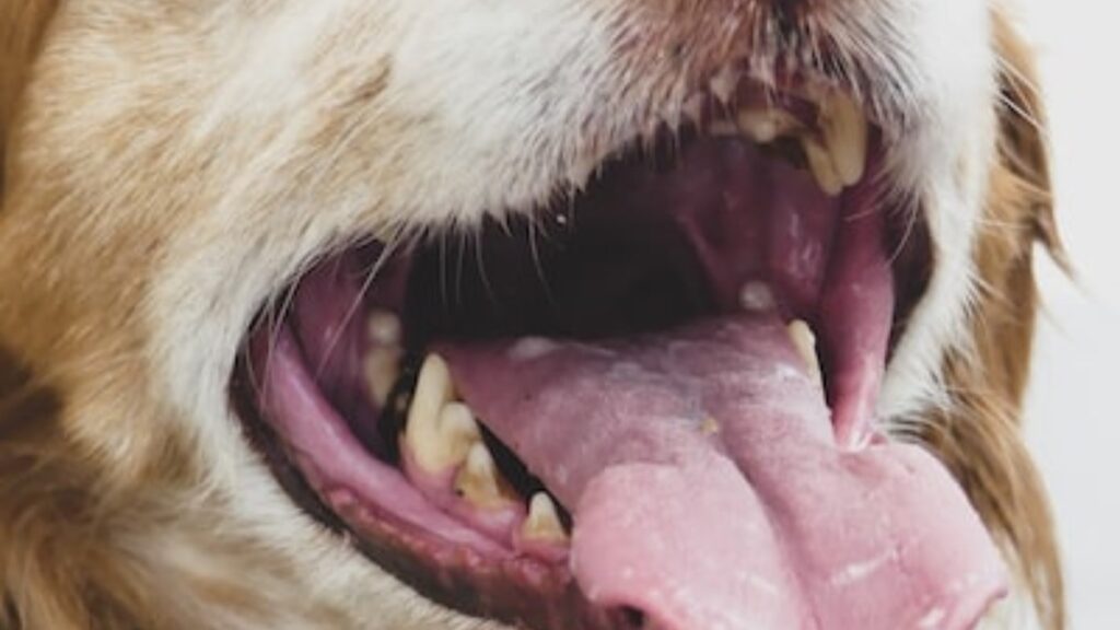 i denti del cane e i loro problemi