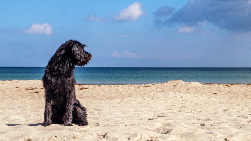 Il cane e l'acqua del mare