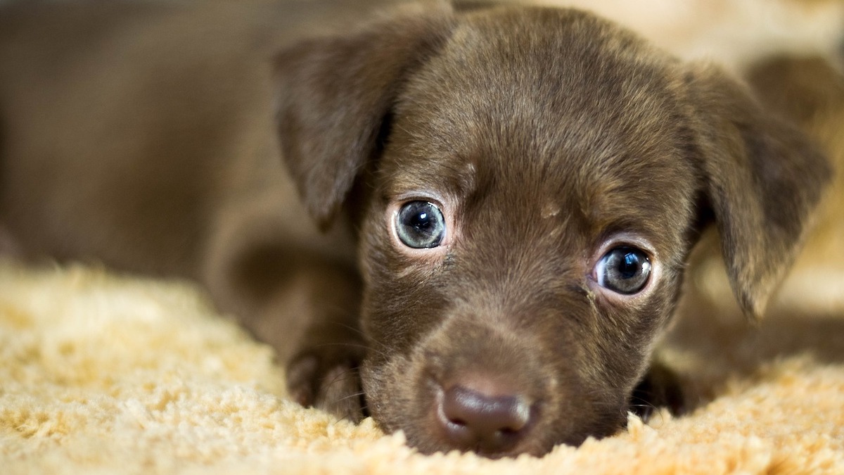 Il cane può mangiare i calamari?