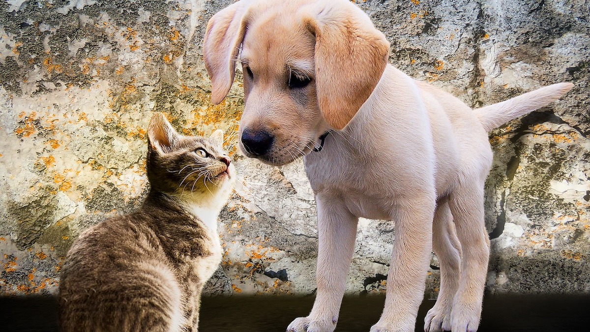 Un cane e un gatto insieme in casa