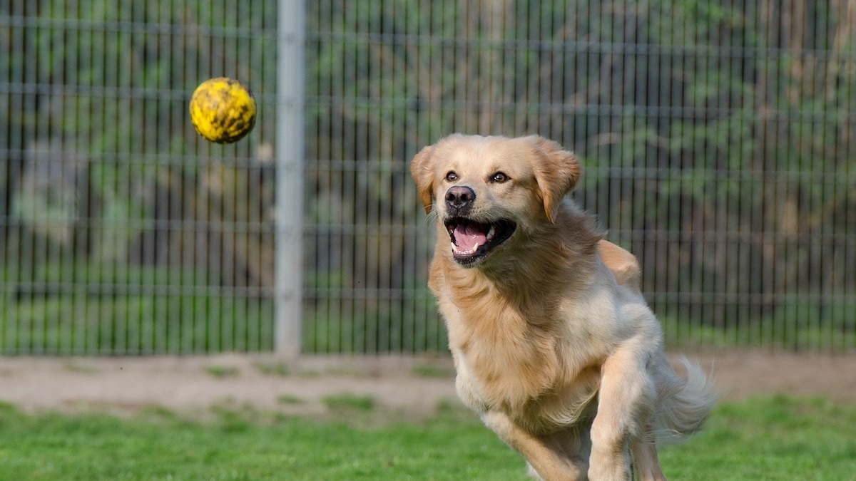 Il cane prende la pallina