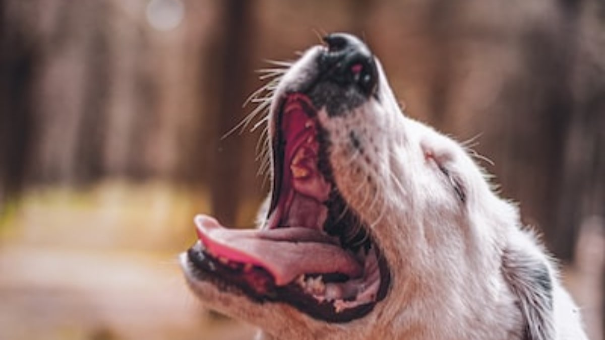 le problematiche delle gengive del cane