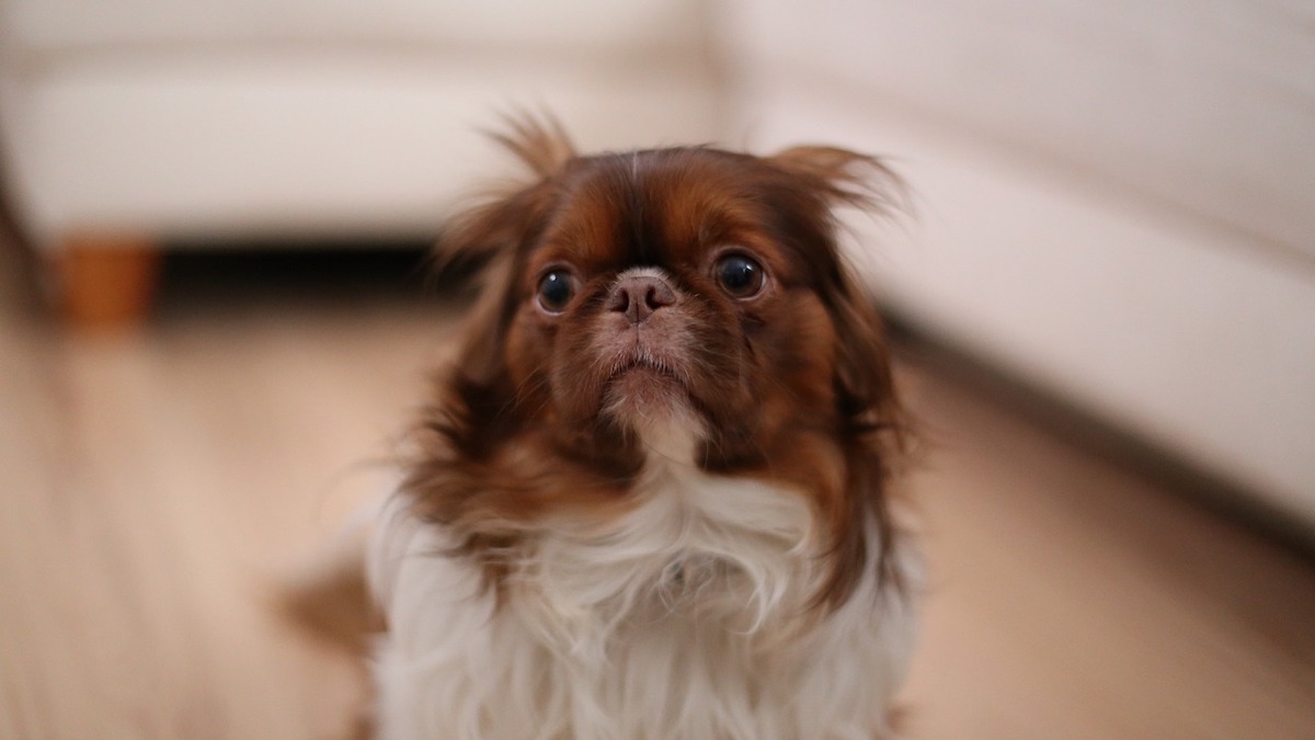 Il cane ha paura dei temporali