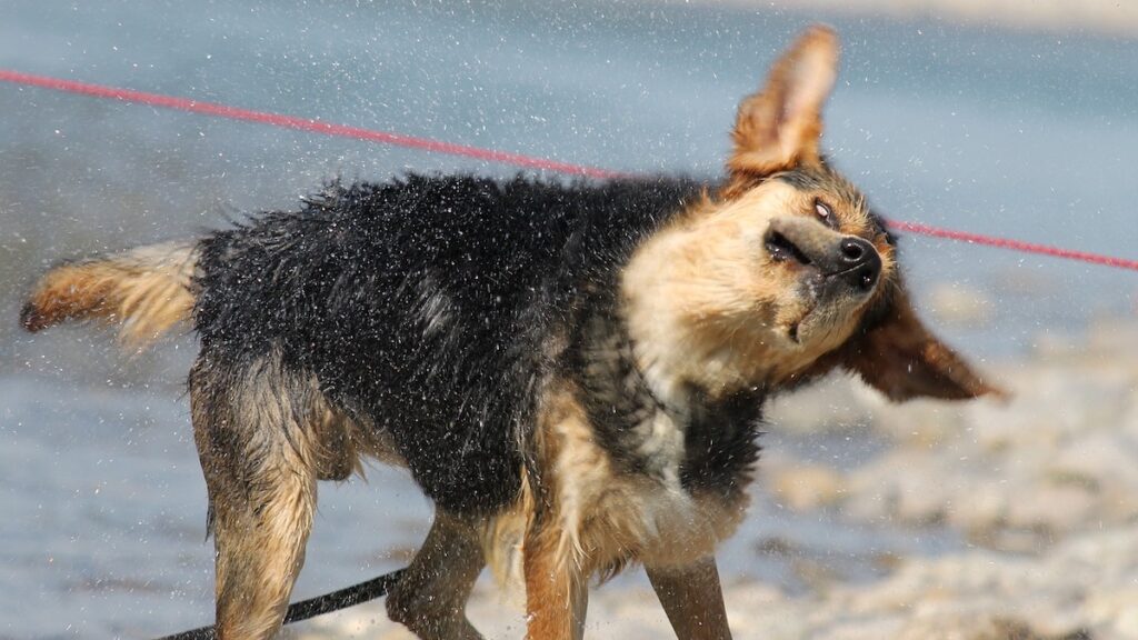 Il cane dopo che esce dall'acqua