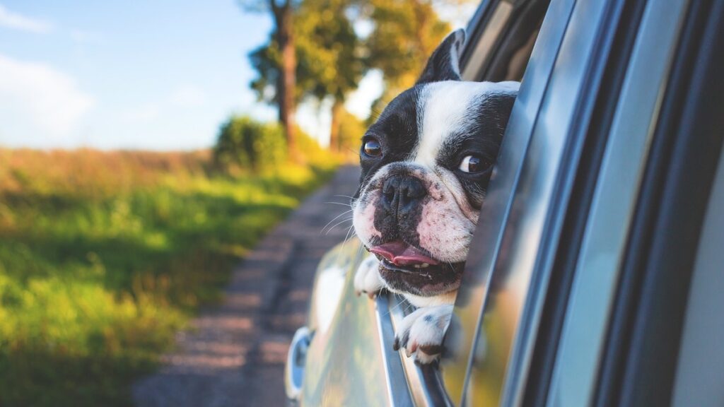 Un cane in auto