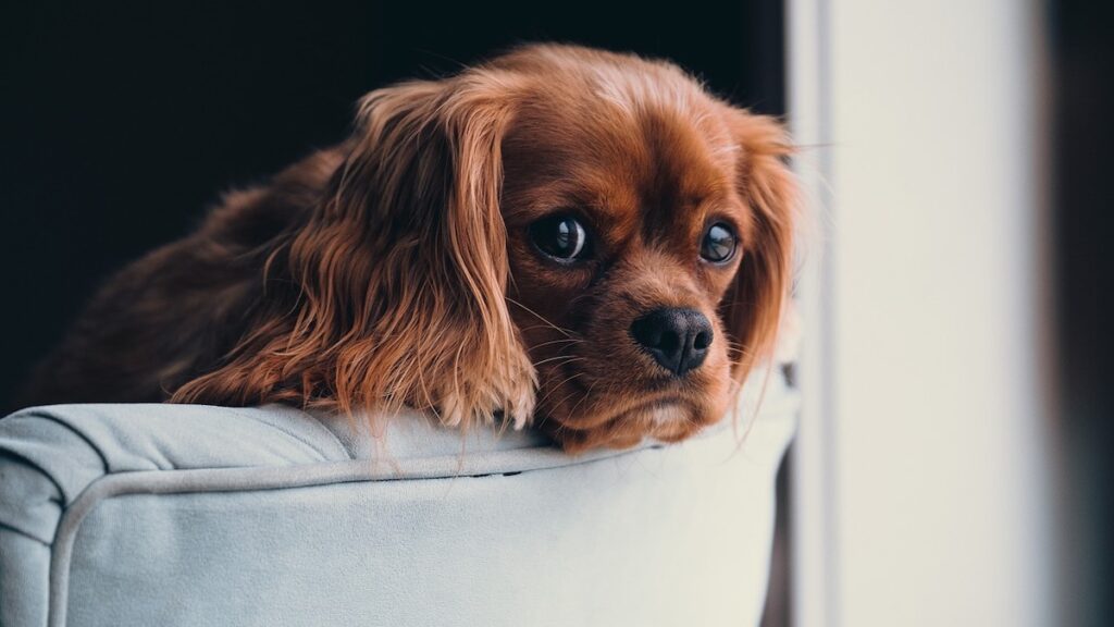 Cosa fanno i cani da soli in casa?