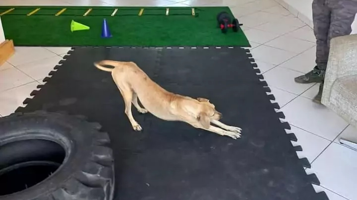 Il cane si allena in palestra