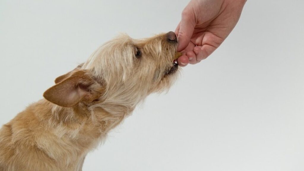 gli integratori da dare al cane