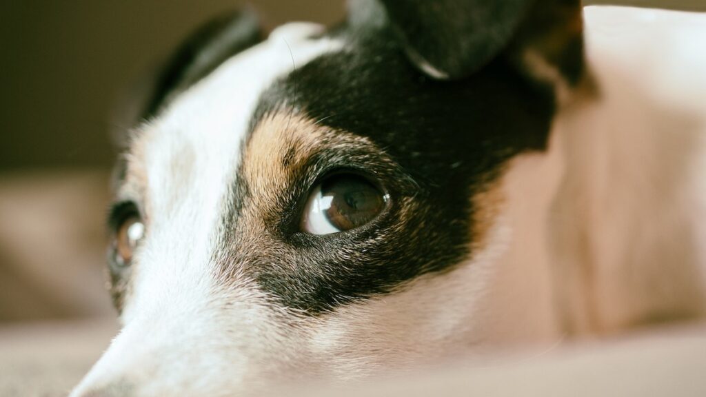 Il cane assiste all'intervento della sua padroncina