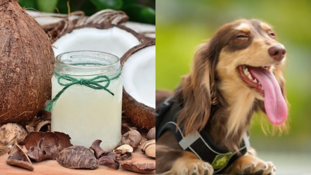 Il cane può mangiare il cocco o no