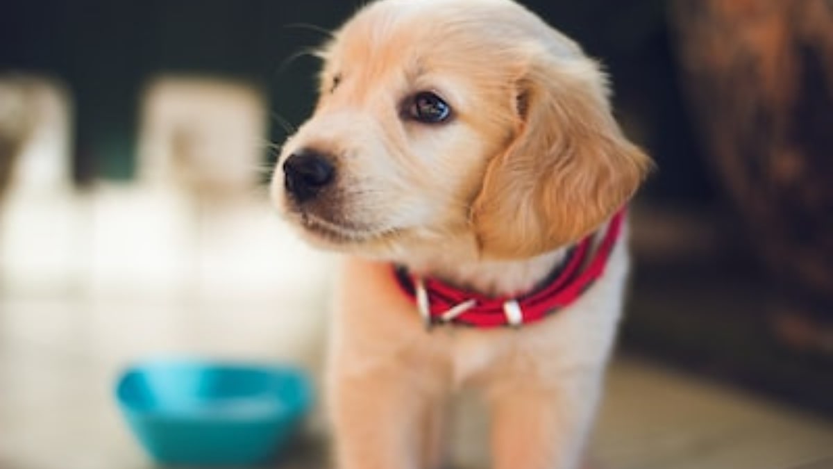 Il cane mangia la cacca