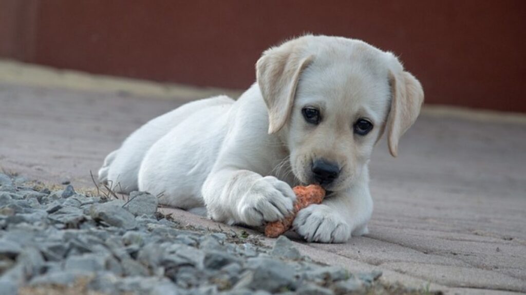 cane mangia troppo veloce