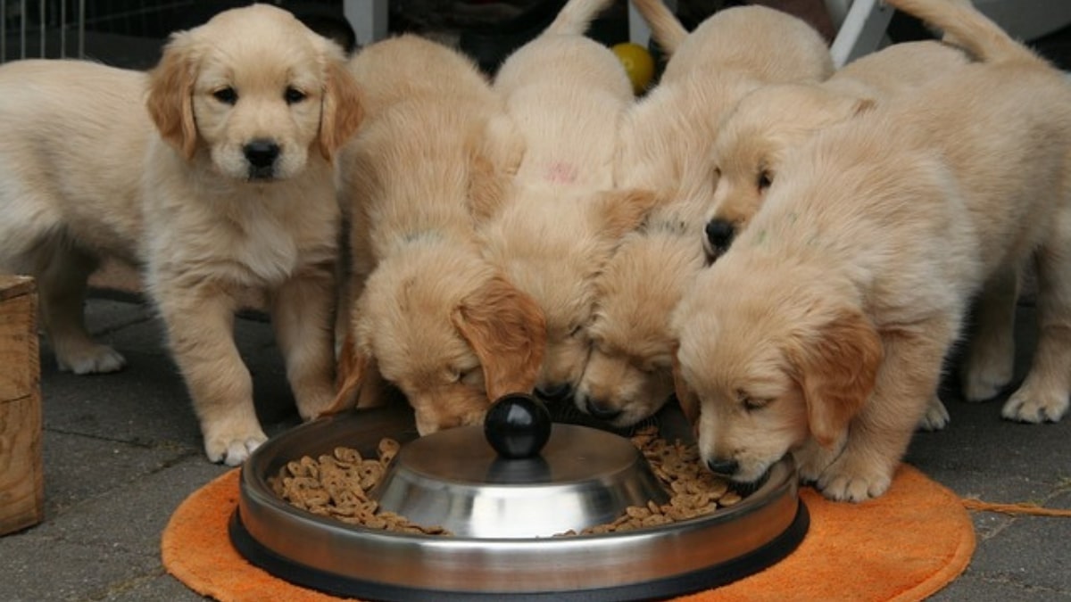 il cagnolino mangia troppo in fretta