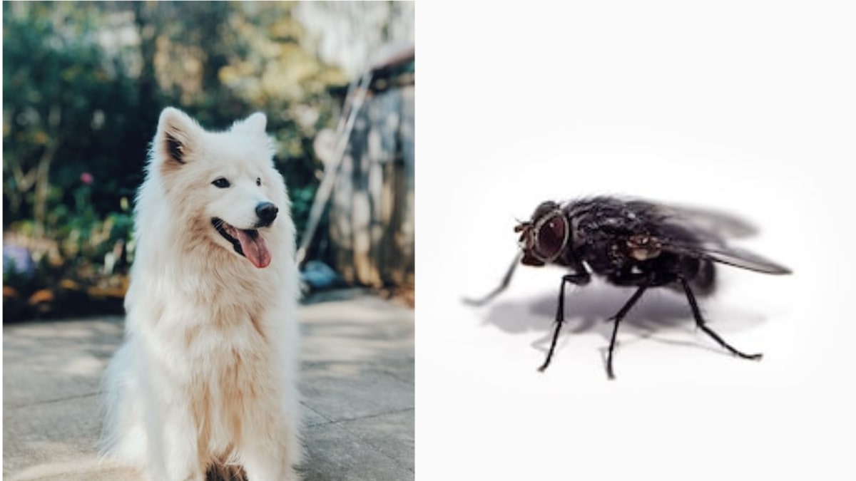 Il cane e l'abitudine di mangiare le mosche