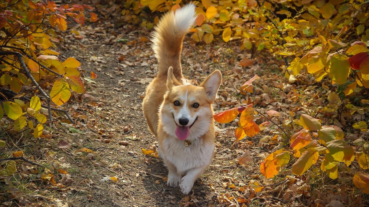 Cosa fare se il cane non alza più la coda