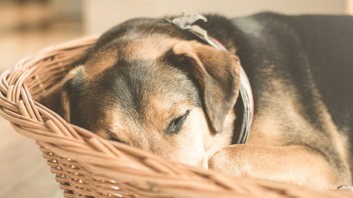 Le cause possibili per cui un cane non mangia