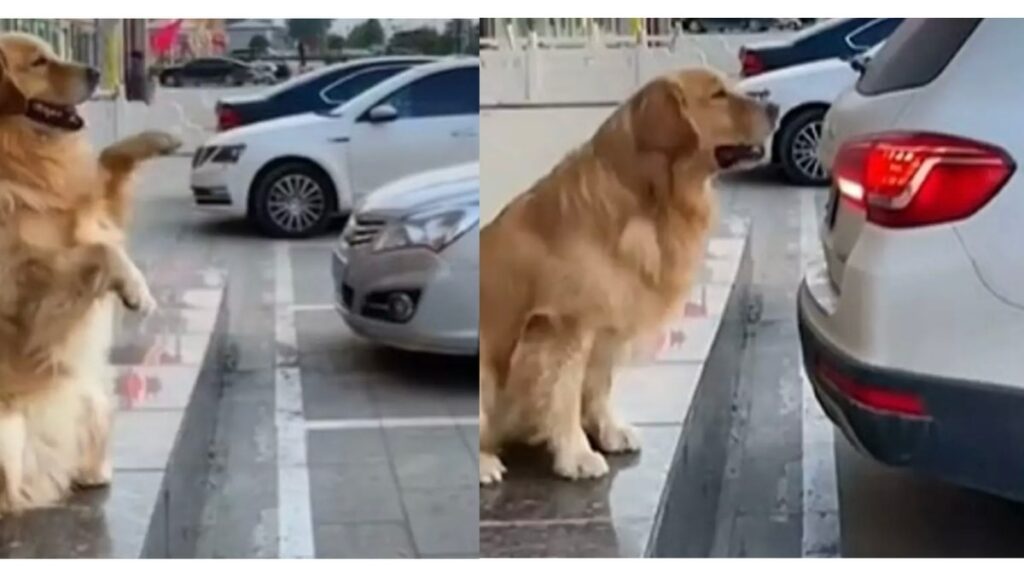 il cane aiuta il padrone a parcheggiare la macchina