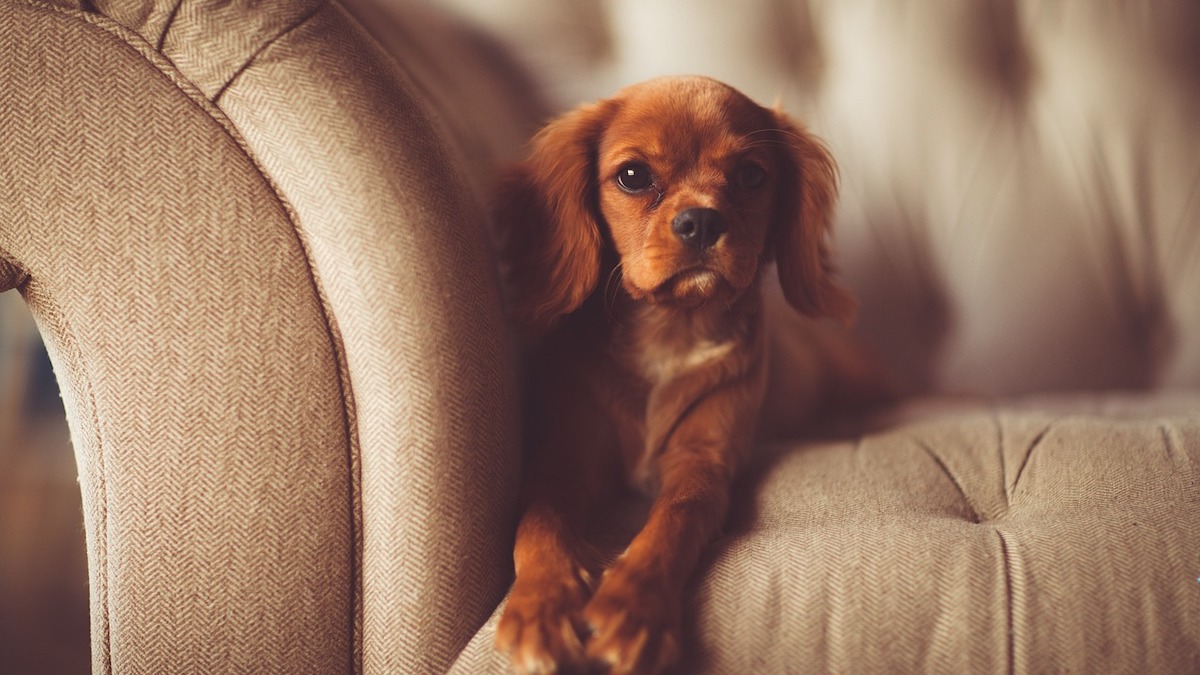 Perché il cane ha paura