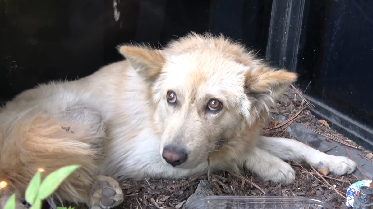 Il cane picchiato ritrova la felicità