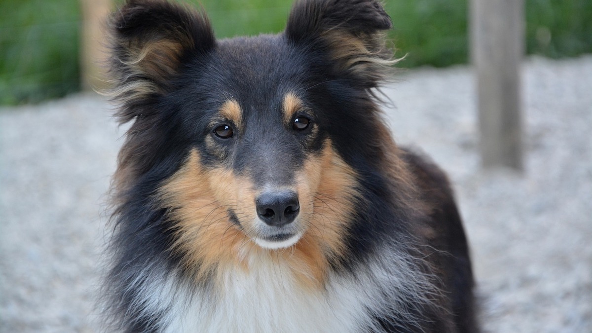 Il cane può entrare in chiesa?