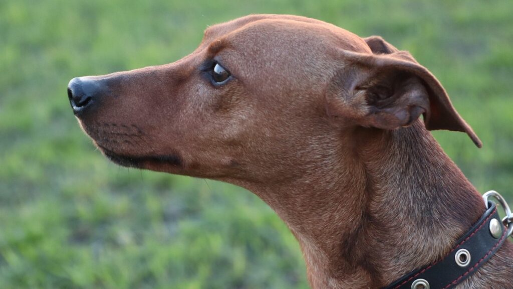 I calamari possono essere inseriti nella dieta del cane?