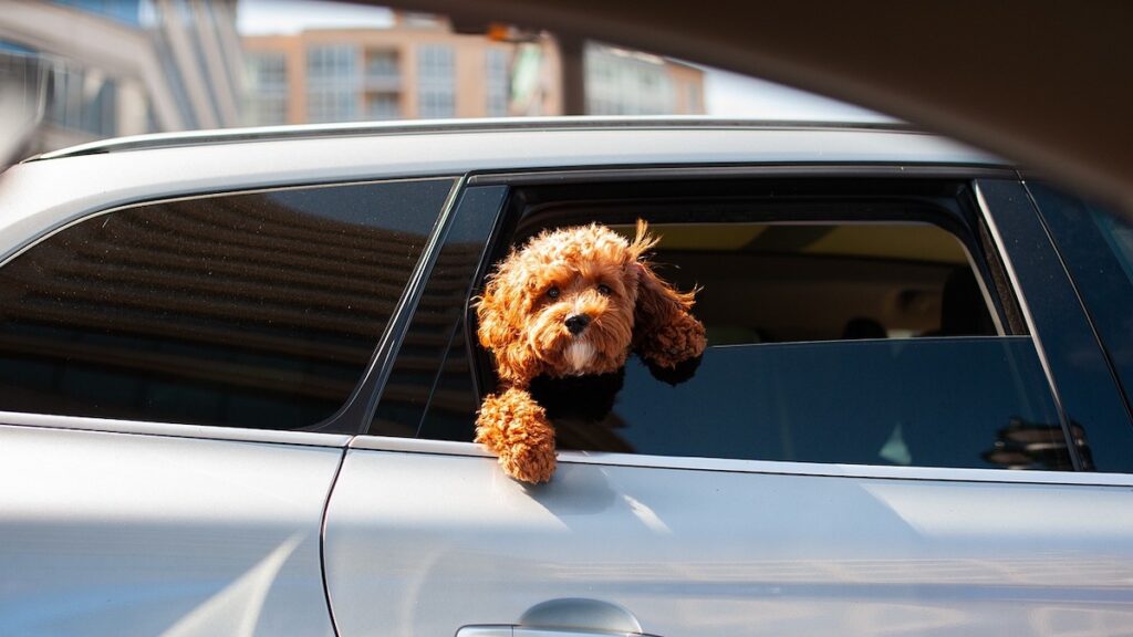 Un cane seduto in auto