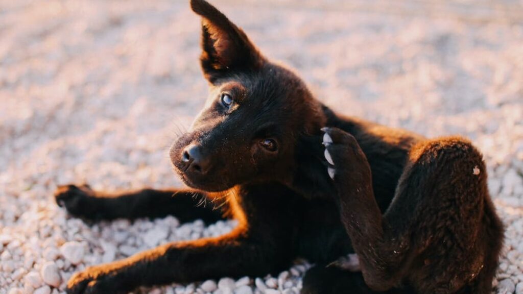 Il cane si gratta ma non ha le pulci