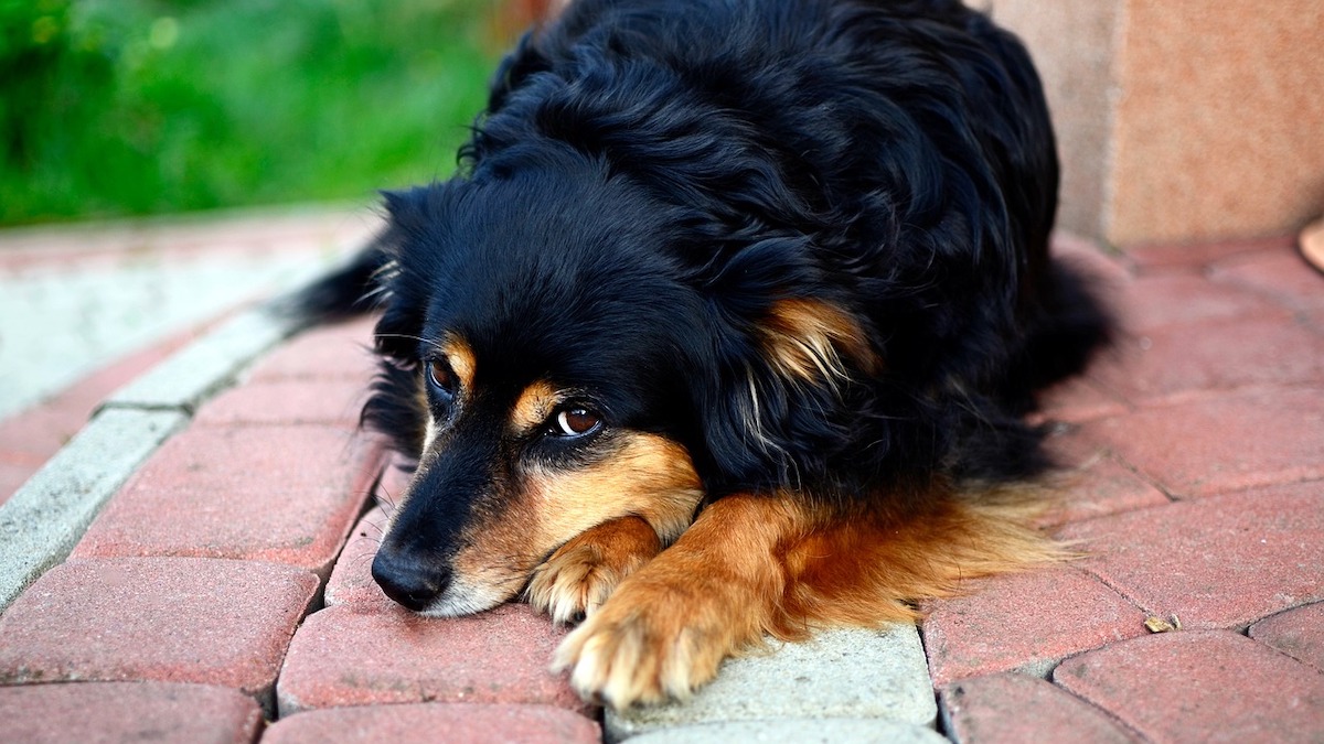 Il cane soffre quando è con il dog sitter?