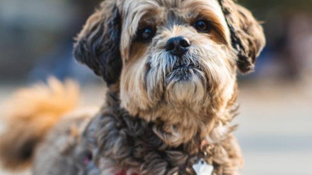 il cane tira il guinzaglio