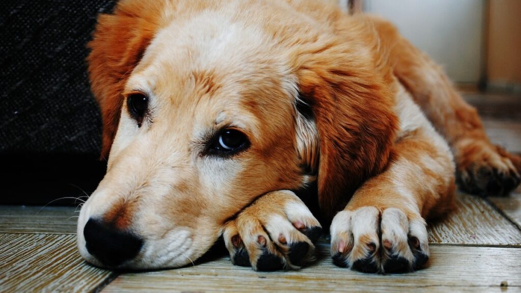 Un cane triste a casa da solo