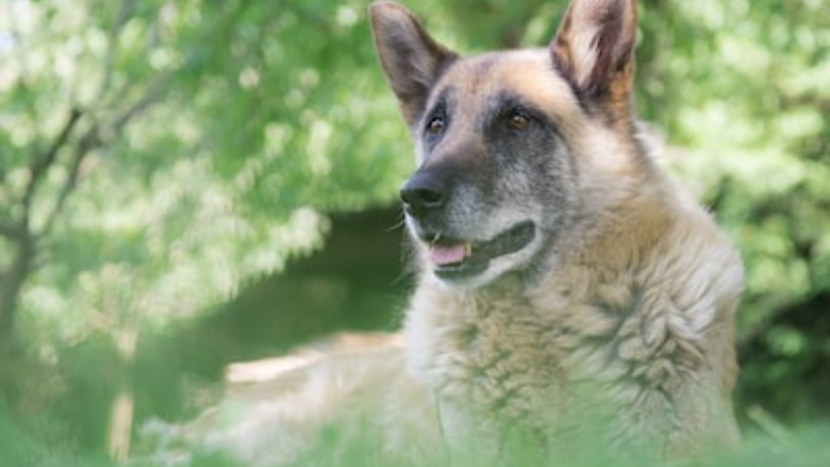 il cane anziano e i suoi bisogni