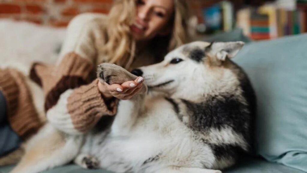 Il cane impara a dare la zampa