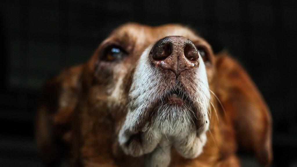 I cani possono mangiare carne di maiale?